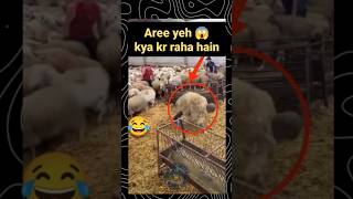 Har jhund mein mada bhedi ka mahattv sheep goat goatfarming sheepfarming bakripalan shorts [upl. by Aihsas]