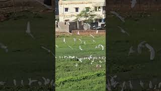 White birds landing at a wetland herns [upl. by Lrac]