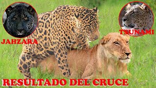 CRUCE entre JAGUAR y LEONA  ¿Qué Características Heredará él CACHORRO [upl. by Enitsuj]