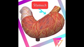 STOMACH  ANATOMY MODEL [upl. by Shank683]