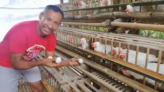 Magkano ang aking pinuhunan sa 200 heads na RTL o paitlogin na manok  Backyard Poultry Farming [upl. by Ibba]