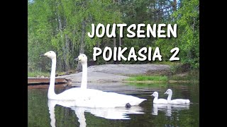 Joutsenen poikasia 2 [upl. by Oiliduab778]