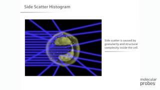 Molecular Probes Tutorial Series—Introduction to Flow Cytometry [upl. by Azenav511]