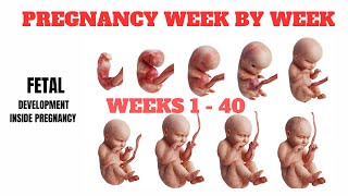 PREGNANCY WEEK BY WEEK  140 WEEKS Fetal Development [upl. by Hiroshi710]