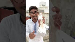 Dove ko Eye infection Hogya🕊😱trending minivlog israrkazoo bird vlog pigeonbird pigeon [upl. by Enilesor]