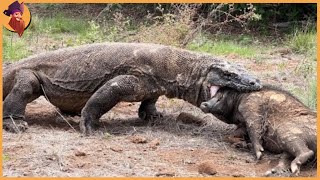 15 Komodo Dragons Swallowing Animals [upl. by Niwled362]