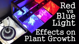 Experiment Red Light vs Blue Light How Spectrums Affect Plant Growth LED vs CFL [upl. by Aerdnuahs]