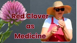 Red Clover Medicinal Herb Benefits and Preparations [upl. by O'Neill]