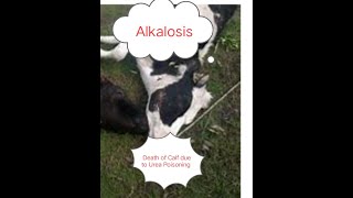 ડૉ બાબુલાલ પટેલ  Alkalosis in Cattle amp Buffalo amp it’s Treatment [upl. by Webber400]