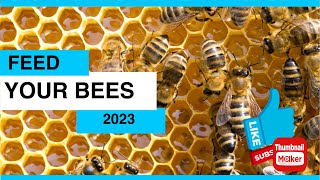 March Beekeeping 2023  Feed Your Bees [upl. by Yank]