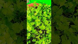 Ghar per Dhaniya Kaise ugaegardeningplants  Dhaniya ugane ki Saral Vidhiyutubeshorts 🍀🌿🙏🙏 [upl. by Alves]