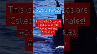 This is Why Orcas are Called Killer Whales orcas whales oceanlife [upl. by Araet]