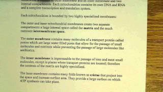 Mitochondria and oxidative phosphorylation [upl. by Lleunamme857]