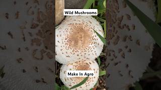 Wild Mushrooms mushroom [upl. by Nwahsar]