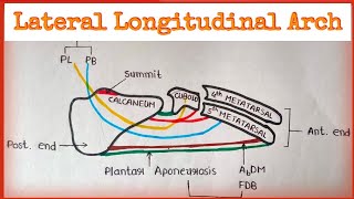 Lateral Longitudinal Arch [upl. by Yhtomiht983]