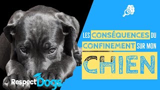 3 RISQUES LIÉS AU CONFINEMENT POUR NOS CHIENS [upl. by Bohon]