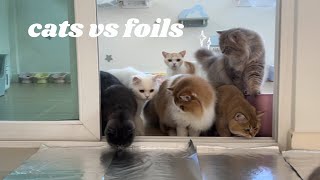 cats vs foil [upl. by Aihsatan785]