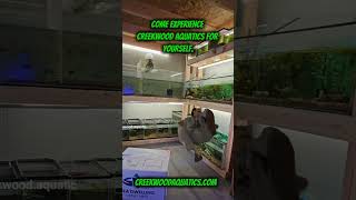 Come experience Creekwood Aquatics for yourself fyp bettadaysahead smallbusiness aquariumhobby [upl. by Kachine]