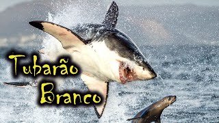 Tubarão Branco Caçando Foca  Animais aquáticos [upl. by Berlauda647]