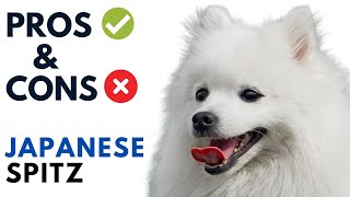 Japanese Spitz Pros and Cons  Japanese Spitz Dog Advantages and Disadvantages [upl. by Thamora]