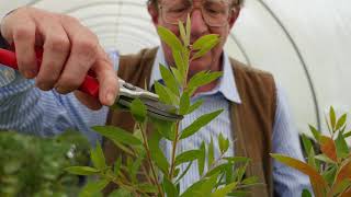 Pruning Callistemon Part II [upl. by Etep957]