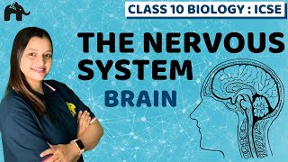 The Nervous System  Chapter 10 Class 10 ICSE Biology Selina  Brain Neuron Nerves Axon Dendrite [upl. by Submuloc210]