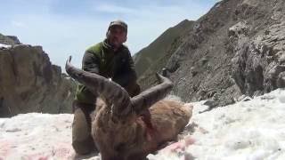 Dagestan Tur hunting in Azerbaijan 2016 with ProfiHunt [upl. by Chrystal]