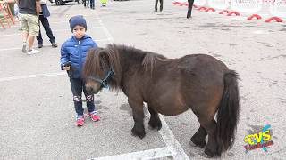 ASSO  36° FESTA DEL CAVALLO [upl. by Gertie424]