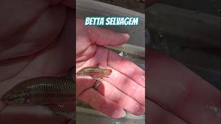 BETTA MALACHAI killifish aquariumfish fish bettafish [upl. by Inot]