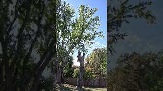 LARGE ASH TREE REMOVAL TIMELAPSE [upl. by Younglove]