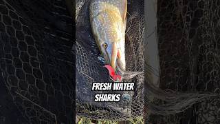 FRESH WATER SHARKS 🦈 😱 trending audio pike musky goldendorado [upl. by Laundes]