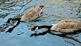 Geese Honking  Goose Sounds  Geese Fighting Sound [upl. by Katti989]