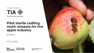 Sterile Codling Moths for Australian Apples webinar 2024 [upl. by Jeaz]