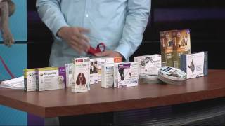 Best flea and tick medications for your dog [upl. by Eidnalem863]