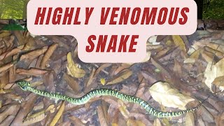 Female wrangler’s pit viper snake  Highly venomous  Singapore [upl. by Redan]