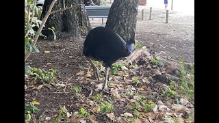 Cassowarys in the wild  Seeing our first wild cassowary while camping at Etty bay [upl. by Oballa]