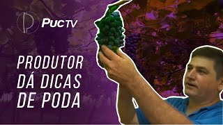 PRODUTOR DÁ DICAS DE PODA PLANTIO E COLHEITA DA UVA [upl. by Kered]