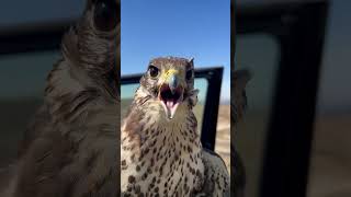 Prairie Falcon falconry [upl. by Ithnan422]