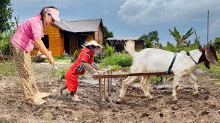 Cutis take Goat plows the land amp grow vegetables on farm [upl. by Naloj]