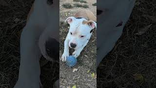 baxter amstaff амстафф dogpark americanstaffordshireterrier doglover [upl. by Enyawad]