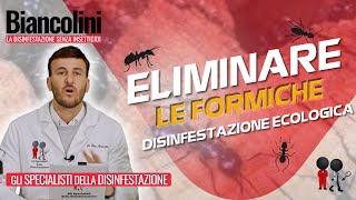 💯 🐜​​Eliminare le formiche con la disinfestazione ecologica💯 🐜​ [upl. by Garneau]