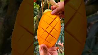 Enjoy beautiful dried persimmon fruits 🥝🥭🍓🍇🍎🍉🍊🥰shorts nature fruit garden foryou viralvideos [upl. by Enaoj581]