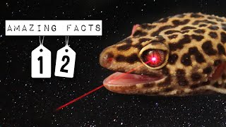 12 AMAZING FACTS ABOUT LEOPARD GECKOS [upl. by Blisse]