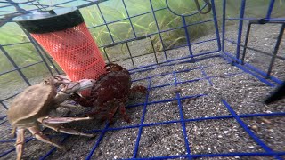 Over two hours of raw Crab Cam footage from two pots dropped off Hat IslandStabicraft on the Sound [upl. by Anoik]