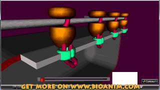 Protein synthesis  polysomes [upl. by Hewart]