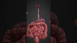 Digestive system shortsvideo anatomy GI tract [upl. by Wrigley]