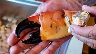 Why Stone Crab Claws Are So Expensive  Stone Crab Catch Clean Cook [upl. by Nevart537]