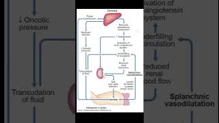 Pathophysiology Of Ascites  Portal Hypertension medical [upl. by Corsetti]