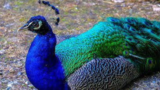 Peacock flying  Peacock dance  Peacock sound  Peacock opening feathers मोर नृत्य  HalfMoonBeach [upl. by Nichole]