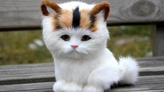 Adorable Cats Compilation  Most Beautiful Cats In The World 3 [upl. by Verner]